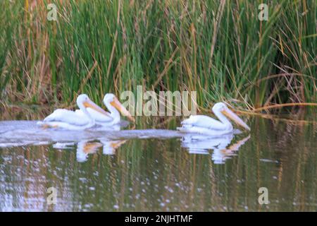 Pelikane im Gila-Fluss am Gillespie-Staudamm Stockfoto
