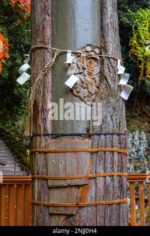 Fukuoka, Japan - Nov. 21 2022: Eine Zederne überlebte einen Blitzschlag mit einer Gravur des kaminari-gottes im Nanzoin-Tempel Stockfoto