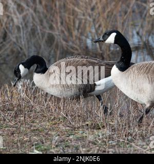 Kanadische Gänse Middle Creek Reservoir Migration - kanadische Gänse Branta canadensis Stockfoto