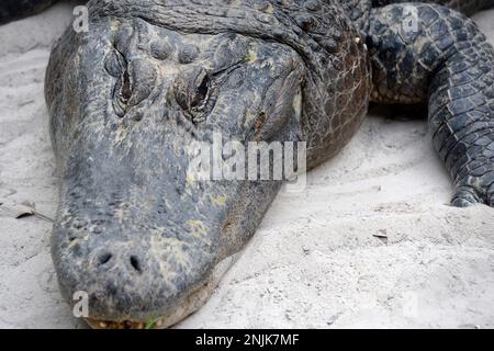 Davie, Vereinigte Staaten Von Amerika. Dezember 2013. DAVIE, FL - JUNI 08: Arm im Alligator gefunden, der aus dem Davie See gezogen wurde; Frau glaubte tot zu sein - Frau verschwindet, während sie Hunde im Silver Lakes Rotary Nature Park spazieren geht. Hinweis Keine Gefahrenzeichen wurden gepostet und Bewohner behaupten, dass Fort Lauderdale Behörden wussten, dass der tödliche Alligator war dort am 8. Juni 2018 in Miami Beach, Florida Menschen: Frau tot Kredit: Stürme Media Group / Alamy Live News Stockfoto