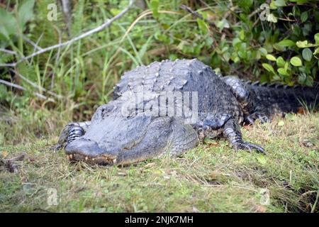 Davie, Vereinigte Staaten Von Amerika. Dezember 2013. DAVIE, FL - JUNI 08: Arm im Alligator gefunden, der aus dem Davie See gezogen wurde; Frau glaubte tot zu sein - Frau verschwindet, während sie Hunde im Silver Lakes Rotary Nature Park spazieren geht. Hinweis Keine Gefahrenzeichen wurden gepostet und Bewohner behaupten, dass Fort Lauderdale Behörden wussten, dass der tödliche Alligator war dort am 8. Juni 2018 in Miami Beach, Florida Menschen: Frau tot Kredit: Stürme Media Group / Alamy Live News Stockfoto