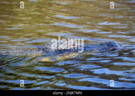 Davie, Vereinigte Staaten Von Amerika. Dezember 2013. DAVIE, FL - JUNI 08: Arm im Alligator gefunden, der aus dem Davie See gezogen wurde; Frau glaubte tot zu sein - Frau verschwindet, während sie Hunde im Silver Lakes Rotary Nature Park spazieren geht. Hinweis Keine Gefahrenzeichen wurden gepostet und Bewohner behaupten, dass Fort Lauderdale Behörden wussten, dass der tödliche Alligator war dort am 8. Juni 2018 in Miami Beach, Florida Menschen: Frau tot Kredit: Stürme Media Group / Alamy Live News Stockfoto