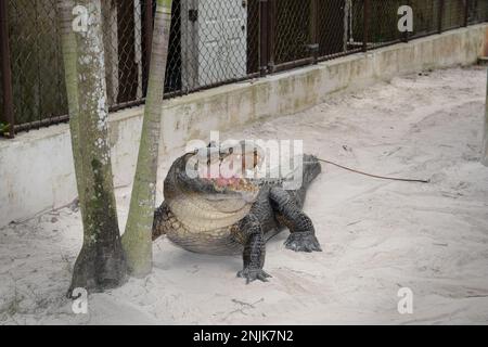 Davie, Vereinigte Staaten Von Amerika. Dezember 2013. DAVIE, FL - JUNI 08: Arm im Alligator gefunden, der aus dem Davie See gezogen wurde; Frau glaubte tot zu sein - Frau verschwindet, während sie Hunde im Silver Lakes Rotary Nature Park spazieren geht. Hinweis Keine Gefahrenzeichen wurden gepostet und Bewohner behaupten, dass Fort Lauderdale Behörden wussten, dass der tödliche Alligator war dort am 8. Juni 2018 in Miami Beach, Florida Menschen: Frau tot Kredit: Stürme Media Group / Alamy Live News Stockfoto