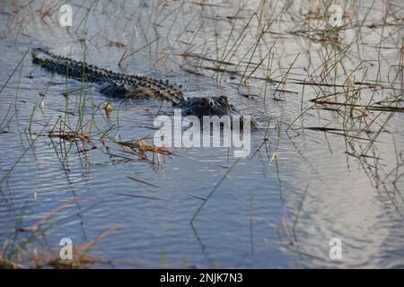 Davie, Vereinigte Staaten Von Amerika. Dez. 2016. DAVIE, FL - JUNI 08: Arm im Alligator gefunden, der aus dem Davie See gezogen wurde; Frau glaubte tot zu sein - Frau verschwindet, während sie Hunde im Silver Lakes Rotary Nature Park spazieren geht. Hinweis Keine Gefahrenzeichen wurden gepostet und Bewohner behaupten, dass Fort Lauderdale Behörden wussten, dass der tödliche Alligator war dort am 8. Juni 2018 in Miami Beach, Florida Menschen: Frau tot Kredit: Stürme Media Group / Alamy Live News Stockfoto