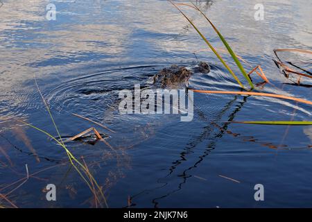 Davie, Vereinigte Staaten Von Amerika. August 2016. DAVIE, FL - JUNI 08: Arm im Alligator gefunden, der aus dem Davie See gezogen wurde; Frau glaubte tot zu sein - Frau verschwindet, während sie Hunde im Silver Lakes Rotary Nature Park spazieren geht. Hinweis Keine Gefahrenzeichen wurden gepostet und Bewohner behaupten, dass Fort Lauderdale Behörden wussten, dass der tödliche Alligator war dort am 8. Juni 2018 in Miami Beach, Florida Menschen: Frau tot Kredit: Stürme Media Group / Alamy Live News Stockfoto