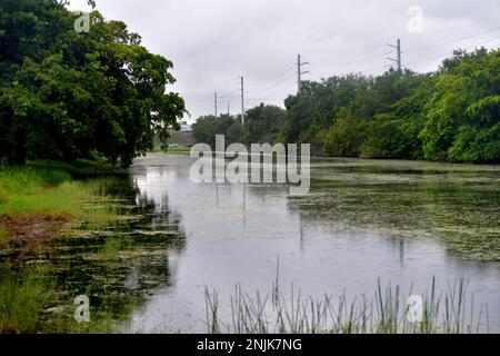 Davie, Vereinigte Staaten Von Amerika. 08. Juni 2018. DAVIE, FL - JUNI 08: Arm im Alligator gefunden, der aus dem Davie Lake gezogen wurde; Frau, die vermutlich tot ist - Frau verschwindet, während sie mit Hunden im Silver Lakes Rotary Nature Park spaziert. Hinweis: Es wurden keine Gefahrenschilder angebracht und die Bewohner behaupten, die Behörden von Fort Lauderdale wüssten, dass der tödliche Alligator am 8. Juni 2018 in Miami Beach, Florida, war. Leute: Woman Dead Credit: Storms Media Group/Alamy Live News Stockfoto
