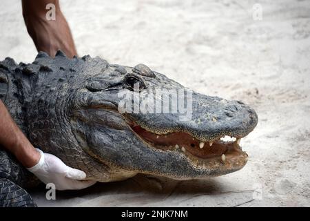 Davie, Vereinigte Staaten Von Amerika. Dezember 2013. DAVIE, FL - JUNI 08: Arm im Alligator gefunden, der aus dem Davie See gezogen wurde; Frau glaubte tot zu sein - Frau verschwindet, während sie Hunde im Silver Lakes Rotary Nature Park spazieren geht. Hinweis Keine Gefahrenzeichen wurden gepostet und Bewohner behaupten, dass Fort Lauderdale Behörden wussten, dass der tödliche Alligator war dort am 8. Juni 2018 in Miami Beach, Florida Menschen: Frau tot Kredit: Stürme Media Group / Alamy Live News Stockfoto