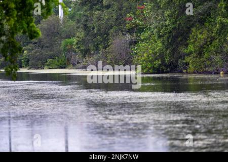 Davie, Vereinigte Staaten Von Amerika. 08. Juni 2018. DAVIE, FL - JUNI 08: Arm im Alligator gefunden, der aus dem Davie Lake gezogen wurde; Frau, die vermutlich tot ist - Frau verschwindet, während sie mit Hunden im Silver Lakes Rotary Nature Park spaziert. Hinweis: Es wurden keine Gefahrenschilder angebracht und die Bewohner behaupten, die Behörden von Fort Lauderdale wüssten, dass der tödliche Alligator am 8. Juni 2018 in Miami Beach, Florida, war. Leute: Woman Dead Credit: Storms Media Group/Alamy Live News Stockfoto