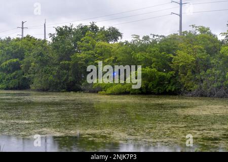 Davie, Vereinigte Staaten Von Amerika. 08. Juni 2018. DAVIE, FL - JUNI 08: Arm im Alligator gefunden, der aus dem Davie Lake gezogen wurde; Frau, die vermutlich tot ist - Frau verschwindet, während sie mit Hunden im Silver Lakes Rotary Nature Park spaziert. Hinweis: Es wurden keine Gefahrenschilder angebracht und die Bewohner behaupten, die Behörden von Fort Lauderdale wüssten, dass der tödliche Alligator am 8. Juni 2018 in Miami Beach, Florida, war. Leute: Woman Dead Credit: Storms Media Group/Alamy Live News Stockfoto