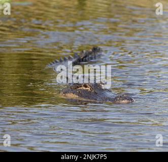 Davie, Vereinigte Staaten Von Amerika. Dezember 2013. DAVIE, FL - JUNI 08: Arm im Alligator gefunden, der aus dem Davie See gezogen wurde; Frau glaubte tot zu sein - Frau verschwindet, während sie Hunde im Silver Lakes Rotary Nature Park spazieren geht. Hinweis Keine Gefahrenzeichen wurden gepostet und Bewohner behaupten, dass Fort Lauderdale Behörden wussten, dass der tödliche Alligator war dort am 8. Juni 2018 in Miami Beach, Florida Menschen: Frau tot Kredit: Stürme Media Group / Alamy Live News Stockfoto