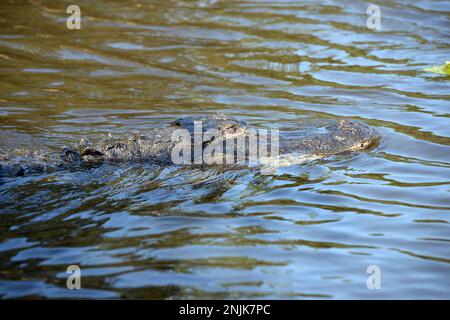 Davie, Vereinigte Staaten Von Amerika. Dezember 2013. DAVIE, FL - JUNI 08: Arm im Alligator gefunden, der aus dem Davie See gezogen wurde; Frau glaubte tot zu sein - Frau verschwindet, während sie Hunde im Silver Lakes Rotary Nature Park spazieren geht. Hinweis Keine Gefahrenzeichen wurden gepostet und Bewohner behaupten, dass Fort Lauderdale Behörden wussten, dass der tödliche Alligator war dort am 8. Juni 2018 in Miami Beach, Florida Menschen: Frau tot Kredit: Stürme Media Group / Alamy Live News Stockfoto