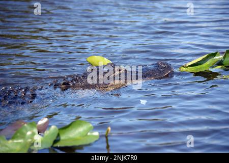 Davie, Vereinigte Staaten Von Amerika. Dezember 2013. DAVIE, FL - JUNI 08: Arm im Alligator gefunden, der aus dem Davie See gezogen wurde; Frau glaubte tot zu sein - Frau verschwindet, während sie Hunde im Silver Lakes Rotary Nature Park spazieren geht. Hinweis Keine Gefahrenzeichen wurden gepostet und Bewohner behaupten, dass Fort Lauderdale Behörden wussten, dass der tödliche Alligator war dort am 8. Juni 2018 in Miami Beach, Florida Menschen: Frau tot Kredit: Stürme Media Group / Alamy Live News Stockfoto