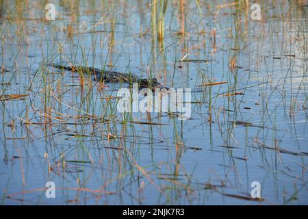 Davie, Vereinigte Staaten Von Amerika. Dez. 2016. DAVIE, FL - JUNI 08: Arm im Alligator gefunden, der aus dem Davie See gezogen wurde; Frau glaubte tot zu sein - Frau verschwindet, während sie Hunde im Silver Lakes Rotary Nature Park spazieren geht. Hinweis Keine Gefahrenzeichen wurden gepostet und Bewohner behaupten, dass Fort Lauderdale Behörden wussten, dass der tödliche Alligator war dort am 8. Juni 2018 in Miami Beach, Florida Menschen: Frau tot Kredit: Stürme Media Group / Alamy Live News Stockfoto