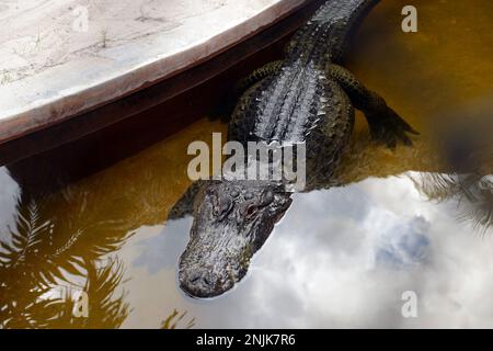 Davie, Vereinigte Staaten Von Amerika. Dezember 2013. DAVIE, FL - JUNI 08: Arm im Alligator gefunden, der aus dem Davie See gezogen wurde; Frau glaubte tot zu sein - Frau verschwindet, während sie Hunde im Silver Lakes Rotary Nature Park spazieren geht. Hinweis Keine Gefahrenzeichen wurden gepostet und Bewohner behaupten, dass Fort Lauderdale Behörden wussten, dass der tödliche Alligator war dort am 8. Juni 2018 in Miami Beach, Florida Menschen: Frau tot Kredit: Stürme Media Group / Alamy Live News Stockfoto