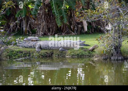 Davie, Vereinigte Staaten Von Amerika. Dezember 2013. DAVIE, FL - JUNI 08: Arm im Alligator gefunden, der aus dem Davie See gezogen wurde; Frau glaubte tot zu sein - Frau verschwindet, während sie Hunde im Silver Lakes Rotary Nature Park spazieren geht. Hinweis Keine Gefahrenzeichen wurden gepostet und Bewohner behaupten, dass Fort Lauderdale Behörden wussten, dass der tödliche Alligator war dort am 8. Juni 2018 in Miami Beach, Florida Menschen: Frau tot Kredit: Stürme Media Group / Alamy Live News Stockfoto