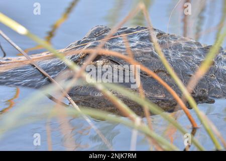 Davie, Vereinigte Staaten Von Amerika. Dez. 2016. DAVIE, FL - JUNI 08: Arm im Alligator gefunden, der aus dem Davie See gezogen wurde; Frau glaubte tot zu sein - Frau verschwindet, während sie Hunde im Silver Lakes Rotary Nature Park spazieren geht. Hinweis Keine Gefahrenzeichen wurden gepostet und Bewohner behaupten, dass Fort Lauderdale Behörden wussten, dass der tödliche Alligator war dort am 8. Juni 2018 in Miami Beach, Florida Menschen: Frau tot Kredit: Stürme Media Group / Alamy Live News Stockfoto