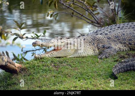 Davie, Vereinigte Staaten Von Amerika. Dezember 2013. DAVIE, FL - JUNI 08: Arm im Alligator gefunden, der aus dem Davie See gezogen wurde; Frau glaubte tot zu sein - Frau verschwindet, während sie Hunde im Silver Lakes Rotary Nature Park spazieren geht. Hinweis Keine Gefahrenzeichen wurden gepostet und Bewohner behaupten, dass Fort Lauderdale Behörden wussten, dass der tödliche Alligator war dort am 8. Juni 2018 in Miami Beach, Florida Menschen: Frau tot Kredit: Stürme Media Group / Alamy Live News Stockfoto