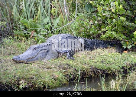 Davie, Vereinigte Staaten Von Amerika. Dezember 2013. DAVIE, FL - JUNI 08: Arm im Alligator gefunden, der aus dem Davie See gezogen wurde; Frau glaubte tot zu sein - Frau verschwindet, während sie Hunde im Silver Lakes Rotary Nature Park spazieren geht. Hinweis Keine Gefahrenzeichen wurden gepostet und Bewohner behaupten, dass Fort Lauderdale Behörden wussten, dass der tödliche Alligator war dort am 8. Juni 2018 in Miami Beach, Florida Menschen: Frau tot Kredit: Stürme Media Group / Alamy Live News Stockfoto