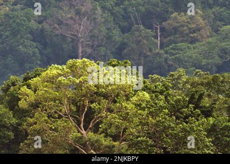 Regenwald am Fuße des Mount Duasudara in Nord-Sulawesi, Indonesien. Der Wald ist Teil des Tangkoko Duasudara Naturschutzgebiets (Tangkoko Batuangus Duasudara Naturschutzgebiet) und ein geschützter Lebensraum für zwei Primatenarten – Sulawesi Schwarzkammmakaken (Macaca nigra) und Spektraltarsier (Tarsius Spectrum oder Tarsius tarsier), neben vielen anderen krebierten Arten (Cassidinos). „Die Auswirkungen der Klimakrise sind aktuell und können sich nicht nur in unserem Leben, sondern sogar über ein einziges Jahrzehnt manifestieren“, sagte Dr. Nicholas Pattinson, Wissenschaftler an der Universität von Kapstadt. Stockfoto