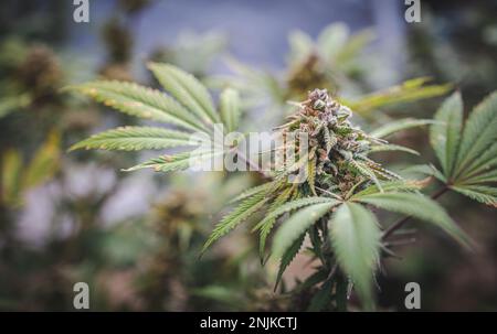 Cannabis-Knospen, Marihuana-Pflanzen, ein Blick aus nächster Nähe auf einen jungen Innenraum, der legal medizinisches Marihuana-Cannabis-Knospen blüht. Stockfoto