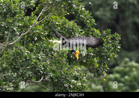 Eine weibliche Person mit geknüpftem Hornvogel, manchmal auch als Sulawesi-Faltenhornvogel (Rhyticeros cassidix) bezeichnet, fliegt, während sie einen Baum während einer Futtersuche in einem Regenwaldgebiet nahe Mount Tangkoko und Duasudara in Bitung, North Sulawesi, Indonesien, verlässt. Aufgrund ihrer Abhängigkeit von Wäldern und bestimmten Arten von Bäumen sind Hornvögel im Allgemeinen vom Klimawandel bedroht. Stockfoto