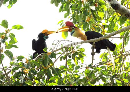 Ein Paar geknüpfte Hornvogel, manchmal auch als Sulawesi-Faltenhornvogel (Rhyticeros cassidix) bezeichnet, teilt sich das Essen, während sie auf einem Ficus-Baum im Naturschutzgebiet Tangkoko, North Sulawesi, Indonesien, forschen. Aufgrund ihrer Abhängigkeit von Wäldern und bestimmten Arten von Bäumen sind Hornvögel im Allgemeinen vom Klimawandel bedroht. „Es gibt immer mehr Belege für die negativen Auswirkungen hoher Temperaturen auf das Verhalten, die Physiologie, die Zucht und das Überleben verschiedener Vogel-, Säugetier- und Reptilienarten auf der ganzen Welt“, sagte Dr. Nicholas Pattinson, ein Wissenschaftler von der Universität von Kapstadt. Stockfoto