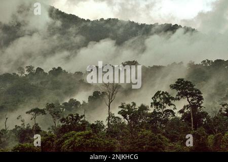 Regenwald am Fuße des Mount Tangkoko und des Mount Duasudara in North Sulawesi, Indonesien. Der Wald ist Teil des Tangkoko Duasudara Naturschutzgebiets (Tangkoko Batuangus Duasudara Naturschutzgebiet) und ein geschützter Lebensraum für zwei Primatenarten – Sulawesi Schwarzkammmakaken (Macaca nigra) und Spektraltarsier (Tarsius Spectrum oder Tarsius tarsier), neben vielen anderen krebierten Arten (Cassidinos). Die Auswirkungen der Klimakrise sind aktuell und können sich manifestieren... Selbst über ein einziges Jahrzehnt“, sagte Dr. Nicholas Pattinson, ein Wissenschaftler der Universität von Kapstadt. Stockfoto