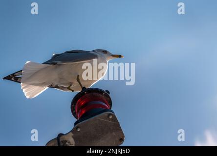 Ringelmöwe am Stab des Kreuzfahrtschiffs, ein Fuß fehlt. Saint Lawrence River, Thousand Islands. Kanada. Stockfoto