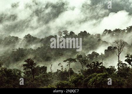 Regenwald am Fuße des Mount Tangkoko und des Mount Duasudara in North Sulawesi, Indonesien. Der Wald ist Teil des Tangkoko Duasudara Naturschutzgebiets (Tangkoko Batuangus Duasudara Naturschutzgebiet) und ein geschützter Lebensraum für zwei Primatenarten – Sulawesi Schwarzkammmakaken (Macaca nigra) und Spektraltarsier (Tarsius Spectrum oder Tarsius tarsier), neben vielen anderen krebierten Arten (Cassidinos). Die Auswirkungen der Klimakrise sind aktuell und können sich manifestieren... Selbst über ein einziges Jahrzehnt“, sagte Dr. Nicholas Pattinson, ein Wissenschaftler der Universität von Kapstadt. Stockfoto