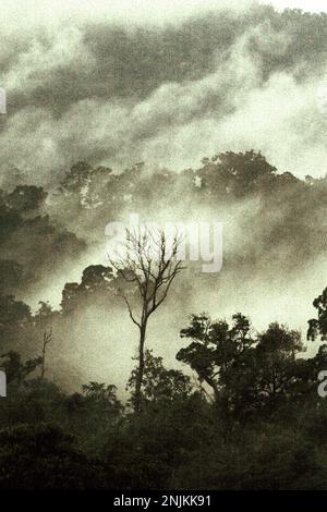 Regenwald am Fuße des Mount Tangkoko und des Mount Duasudara in North Sulawesi, Indonesien. Der Wald ist Teil des Tangkoko Duasudara Naturschutzgebiets (Tangkoko Batuangus Duasudara Naturschutzgebiet) und ein geschützter Lebensraum für zwei Primatenarten – Sulawesi Schwarzkammmakaken (Macaca nigra) und Spektraltarsier (Tarsius Spectrum oder Tarsius tarsier), neben vielen anderen krebierten Arten (Cassidinos). Die Auswirkungen der Klimakrise sind aktuell und können sich manifestieren... Selbst über ein einziges Jahrzehnt“, sagte Dr. Nicholas Pattinson, ein Wissenschaftler der Universität von Kapstadt. Stockfoto