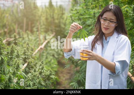 Landwirt überprüft Hanfpflanzen auf dem Feld, Anbau von Marihuana, blühende Cannabispflanze als legale medizinische Droge. Stockfoto