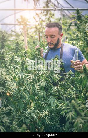 Landwirt überprüft Hanfpflanzen auf dem Feld, Anbau von Marihuana, blühende Cannabispflanze als legale medizinische Droge. Stockfoto