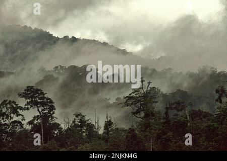 Regenwald am Fuße des Mount Tangkoko und des Mount Duasudara in North Sulawesi, Indonesien. Der Wald ist Teil des Tangkoko Duasudara Naturschutzgebiets (Tangkoko Batuangus Duasudara Naturschutzgebiet) und ein geschützter Lebensraum für zwei Primatenarten – Sulawesi Schwarzkammmakaken (Macaca nigra) und Spektraltarsier (Tarsius Spectrum oder Tarsius tarsier), neben vielen anderen krebierten Arten (Cassidinos). Die Auswirkungen der Klimakrise sind aktuell und können sich manifestieren... Selbst über ein einziges Jahrzehnt“, sagte Dr. Nicholas Pattinson, ein Wissenschaftler der Universität von Kapstadt. Stockfoto