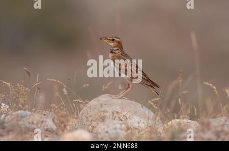 Ein kleiner Vogel, der auf dem Stein herumschaut, Bimaculated Lark, Melanocorypha bimaculata Stockfoto