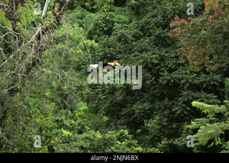 Ein männliches Individuum von geknüpftem Hornvogel, manchmal auch als Sulawesi-Faltenhornvogel (Rhyticeros cassidix) bezeichnet, fliegt über dem Regenwald in der Nähe des Mount Tangkoko und Duasudara in Bitung, Nord-Sulawesi, Indonesien. „Ein wesentliches Merkmal der Regenwälder ist die große Artenvielfalt in den Bäumen, ein Merkmal, das für das ordnungsgemäße Funktionieren des Ökosystems von entscheidender Bedeutung ist. Artenvielfalt ermöglicht die Resilienz der Wälder“, so ein Forscherteam der Universität Haifa in einer Publikation vom Februar 2023 auf Phys.Org. Hornbills selbst werden oft als „Bauern des Waldes“ bezeichnet. Stockfoto