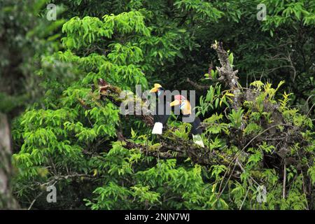 Im Naturreservat Tangkoko, North Sulawesi, Indonesien, wird ein Paar geknüpfte Hornvogel, auch „Sulawesi Wickelhornvogel“ genannt (Rhyticeros cassidix), fotografiert. „Ein wesentliches Merkmal der Regenwälder ist die große Artenvielfalt in den Bäumen, ein Merkmal, das für das ordnungsgemäße Funktionieren des Ökosystems von entscheidender Bedeutung ist. Artenvielfalt ermöglicht die Resilienz der Wälder“, so ein Forscherteam der Universität Haifa in einer Publikation vom Februar 2023 auf Phys.Org. Hornbills selbst werden oft als „Bauern des Waldes“ bezeichnet. Stockfoto