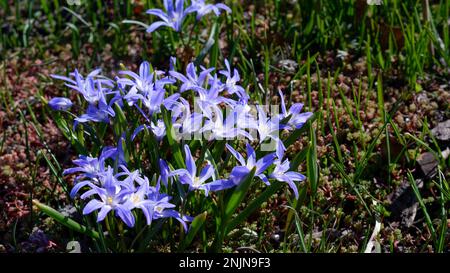 Nahaufnahme blühender blauer scilla luciliae-Blumen. Die ersten bezaubernden blassblauen Frühlingsblumen. Fragile Bulbuspflanze Spargelfamilie. Stockfoto