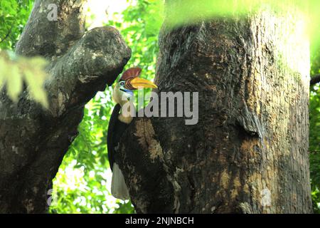 Ein männliches Individuum von geknüpftem Hornvogel, manchmal auch als Sulawesi-Faltenhornvogel (Rhyticeros cassidix) bezeichnet, wird fotografiert, während es auf einem Baum im Tangkoko Nature Reserve, North Sulawesi, Indonesien, sitzt. Aufgrund ihrer Abhängigkeit von Wäldern und bestimmten Arten von Bäumen sind Hornvögel im Allgemeinen vom Klimawandel bedroht.  'Es gibt rasch wachsende Hinweise auf die negativen Auswirkungen hoher Temperaturen auf das Verhalten, die Physiologie, die Zucht und das Überleben verschiedener Vögel, Säugetiere, Und Reptilienarten auf der ganzen Welt“, sagte Dr. Nicholas Pattinson (Universität von Kapstadt). Stockfoto