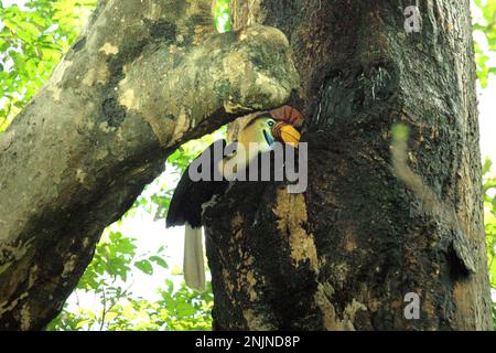 Ein männlicher Hornvogel, auch als Sulawesi-Hornvogel bezeichnet (Rhyticeros cassidix), füttert ein Küken, das in einem Nest wartet, durch einen Riss an einem Baum im Naturschutzgebiet Tangkoko, North Sulawesi, Indonesien. Aufgrund ihrer Abhängigkeit von Wäldern und bestimmten Arten von Bäumen sind Hornvögel im Allgemeinen vom Klimawandel bedroht. „Es gibt immer mehr Belege für die negativen Auswirkungen hoher Temperaturen auf das Verhalten, die Physiologie, die Zucht und das Überleben verschiedener Vogel-, Säugetier- und Reptilienarten auf der ganzen Welt“, sagte Dr. Nicholas Pattinson (Universität von Kapstadt). Stockfoto