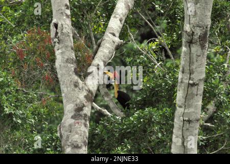 Ein männliches Individuum von geknüpftem Hornvogel, manchmal auch als Sulawesi-Faltenhornvogel (Rhyticeros cassidix) bezeichnet, forscht auf einem Baum in einem Regenwaldgebiet nahe Mount Tangkoko und Duasudara in Bitung, Nord-Sulawesi, Indonesien. „Ein wesentliches Merkmal der Regenwälder ist die große Artenvielfalt in den Bäumen, ein Merkmal, das für das ordnungsgemäße Funktionieren des Ökosystems von entscheidender Bedeutung ist. Artenvielfalt ermöglicht die Resilienz der Wälder“, so ein Forscherteam der Universität Haifa in einer Publikation vom Februar 2023 auf Phys.Org. Stockfoto