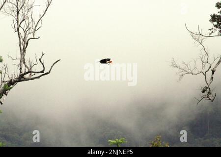 Ein männliches Individuum von geknüpftem Hornvogel, manchmal auch als Sulawesi-Faltenhornvogel (Rhyticeros cassidix) bezeichnet, fliegt über dem Regenwald in der Nähe des Mount Tangkoko und Duasudara in Bitung, Nord-Sulawesi, Indonesien. „Ein wesentliches Merkmal der Regenwälder ist die große Artenvielfalt in den Bäumen, ein Merkmal, das für das ordnungsgemäße Funktionieren des Ökosystems von entscheidender Bedeutung ist. Artenvielfalt ermöglicht die Resilienz der Wälder“, so ein Forscherteam der Universität Haifa in einer Publikation vom Februar 2023 auf Phys.Org. Hornbills selbst werden oft als „Bauern des Waldes“ bezeichnet. Stockfoto