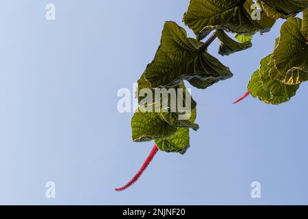 Eves Schirmpflanze, Coccoloba pubescens mit roten Blumen, grünem Blatt. Himmelshintergrund mit Largeleaf oder Bergtrauben Stockfoto