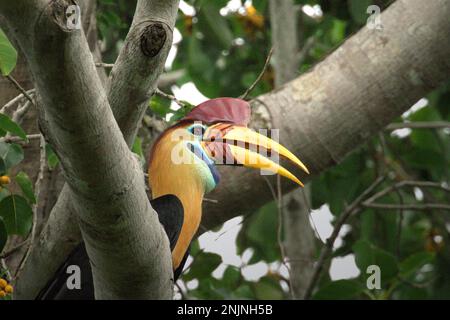 Ein männliches Individuum von geknüpftem Hornvogel, manchmal auch als Sulawesi-Faltenhornvogel (Rhyticeros cassidix) bezeichnet, wird fotografiert, während er auf einem Zweig eines Ficusbaums in einem Regenwaldgebiet nahe Mount Tangkoko und Duasudara in Bitung, Nord-Sulawesi, Indonesien, sitzt. „Ein wesentliches Merkmal der Regenwälder ist die große Artenvielfalt in den Bäumen, ein Merkmal, das für das ordnungsgemäße Funktionieren des Ökosystems von entscheidender Bedeutung ist. Artenvielfalt ermöglicht die Resilienz der Wälder“, so ein Forscherteam der Universität Haifa in einer Publikation vom Februar 2023 auf Phys.Org. Stockfoto