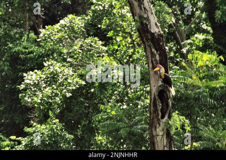 Ein männliches Individuum von geknüpftem Hornvogel, manchmal auch als Sulawesi-Faltenhornvogel (Rhyticeros cassidix) bezeichnet, sitzt über einem potenziellen Nistloch auf einem Baum im Regenwald in der Nähe des Mount Tangkoko und DuaSudara in Bitung, Nord-Sulawesi, Indonesien. Aufgrund ihrer Abhängigkeit von Wäldern und bestimmten Arten von Bäumen sind Hornvögel im Allgemeinen vom Klimawandel bedroht.  'Es gibt rasch wachsende Hinweise auf die negativen Auswirkungen hoher Temperaturen auf das Verhalten, die Physiologie, die Zucht und das Überleben verschiedener Vögel, Säugetiere, Und Reptilienarten auf der ganzen Welt", sagte Dr. Nicholas Pattinson, Stockfoto