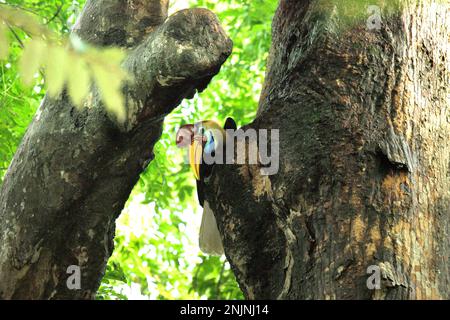 Ein männlicher Hornvogel, auch als Sulawesi-Hornvogel bezeichnet (Rhyticeros cassidix), wird fotografiert, während er auf einem Baum im Naturschutzgebiet Tangkoko, North Sulawesi, Indonesien, sitzt. Aufgrund ihrer Abhängigkeit von Wäldern und bestimmten Arten von Bäumen sind Hornvögel im Allgemeinen vom Klimawandel bedroht. „Es gibt immer mehr Belege für die negativen Auswirkungen hoher Temperaturen auf das Verhalten, die Physiologie, die Zucht und das Überleben verschiedener Vogel-, Säugetier- und Reptilienarten auf der ganzen Welt“, sagte Dr. Nicholas Pattinson, ein Wissenschaftler von der Universität von Kapstadt. Stockfoto