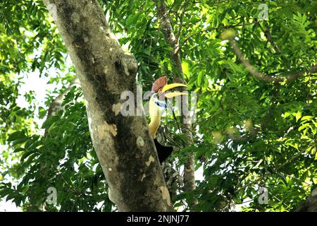 Ein männliches Individuum von geknüpftem Hornvogel, manchmal auch als Sulawesi-Faltenhornvogel (Rhyticeros cassidix) bezeichnet, wird fotografiert, während es auf einem Baum im Naturschutzgebiet Tangkoko, North Sulawesi, Indonesien, forscht. „Ein wesentliches Merkmal der Regenwälder ist die große Artenvielfalt in den Bäumen, ein Merkmal, das für das ordnungsgemäße Funktionieren des Ökosystems von entscheidender Bedeutung ist. Artenvielfalt ermöglicht die Resilienz der Wälder“, so ein Forscherteam der Universität Haifa in einer Publikation vom Februar 2023 auf Phys.Org. Hornbills selbst werden oft als „Bauern des Waldes“ bezeichnet. Stockfoto