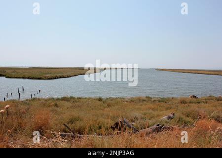 Delta Evros Nationalpark, Evros Thraki Griechenland Stockfoto