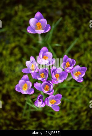 Blick von oben auf blühende violette Krokusblumen, umgeben von grünem Moos. Gartenkonzept. Weichzeichner. Stockfoto