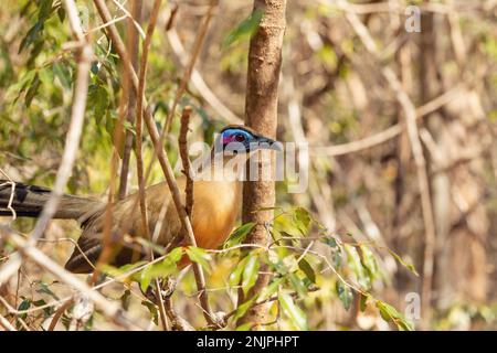 Riesenmuschel (Coua gigas) ist eine Vogelart der Gattung coua in der Kuckuckoo-Familie, die in den trockenen Wäldern des westlichen und südlichen Madagaskars endemisch ist Stockfoto