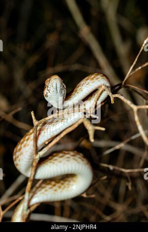 Madagaskar-Schlange mit Katzenaugen, Madagascarophis colubrinus, ist eine Schlangenart der Familie Pseudoxyrhophiidae, nächtliche Schlange, Kirindy Forest, Madagasca Stockfoto